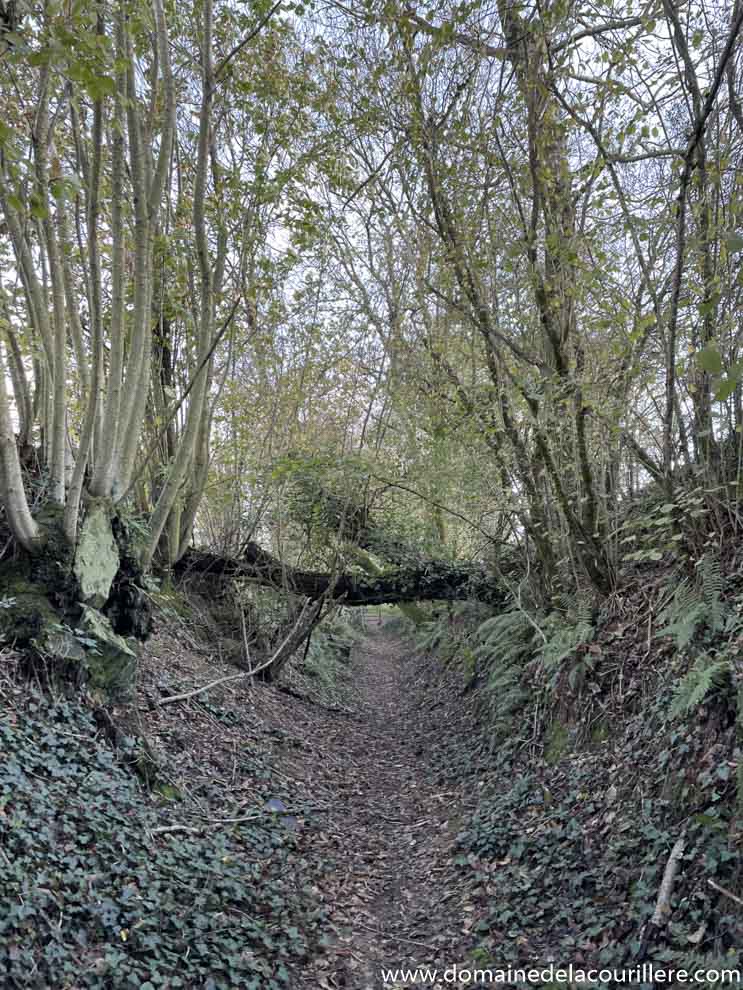 Chambres d'hôtes avec randonnée et chemin pédestre en Vendée