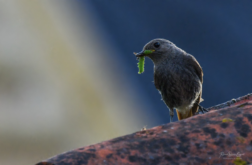 Location de vacances pour photographier la Nature 