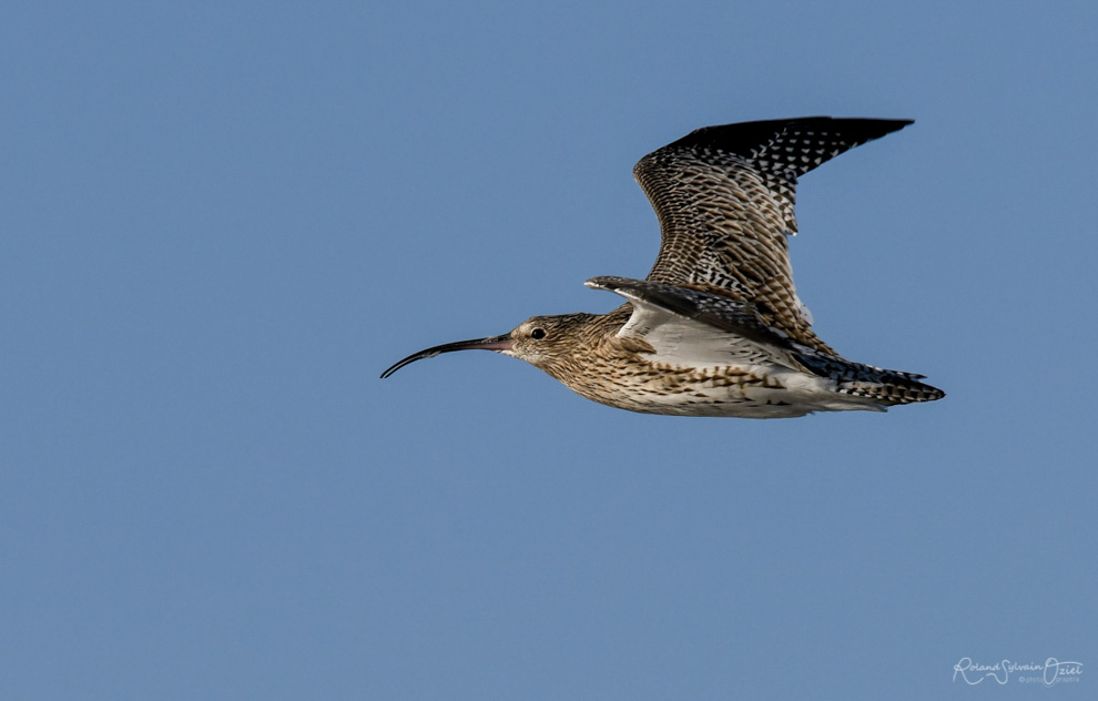 Courlis cendré oiseau du Passage du Gois