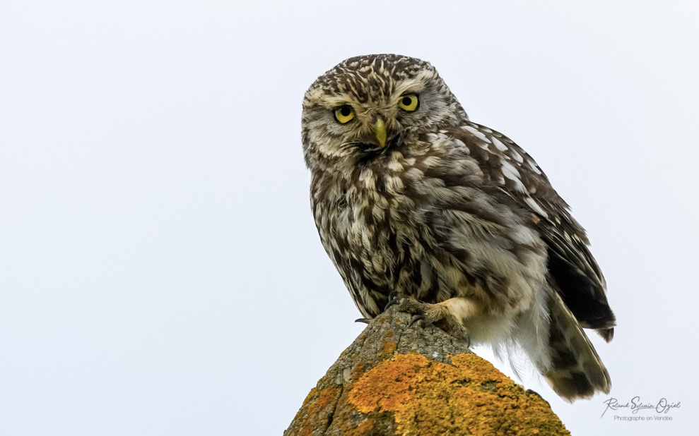 Où voir les oiseaux en Vendée