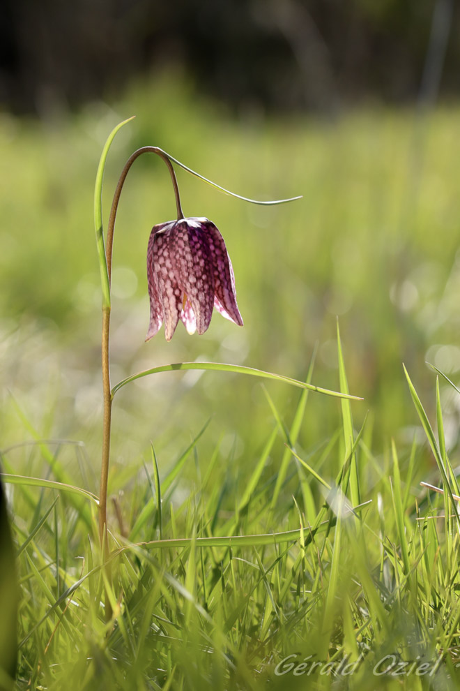 Plante emblématique des zones humides la fritilaire pintade