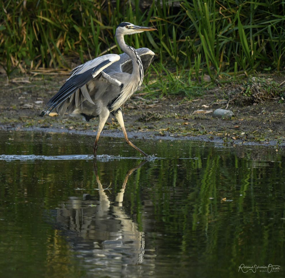 Héron cendré dans le Marais Poitevin