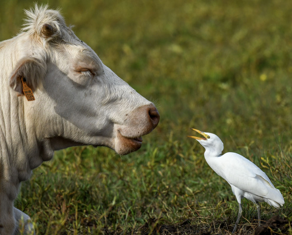 Le héron garde-boeufs dans le Marais poitevin