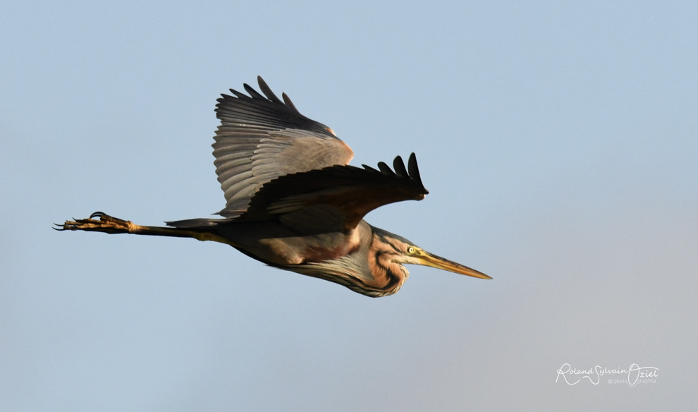 Héron pourpré oiseaux du marais