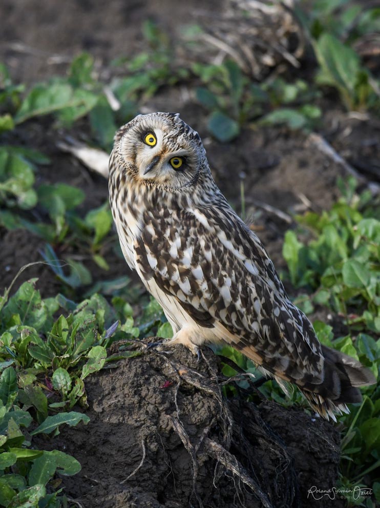 Hibou des marais