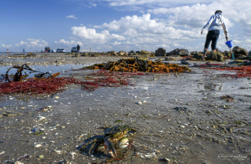 Pêche à pied