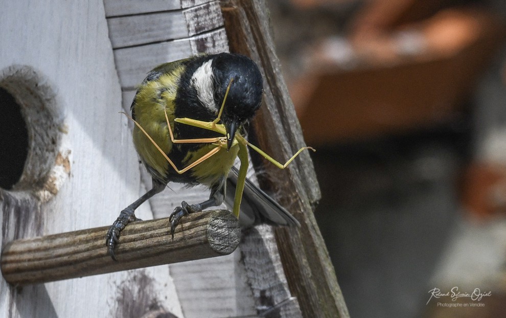 Gîte et chambres d&apos;hôtes avec des oiseaux en Vendée