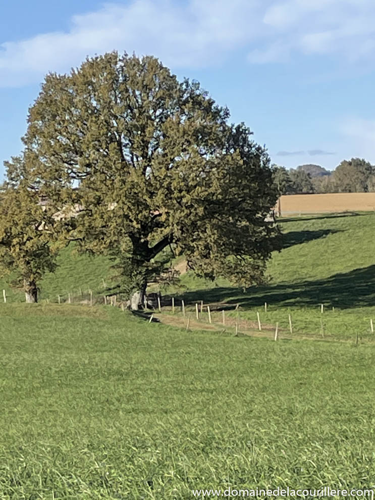 Chambres d'hôtes avec randonnée et chemins pédestres