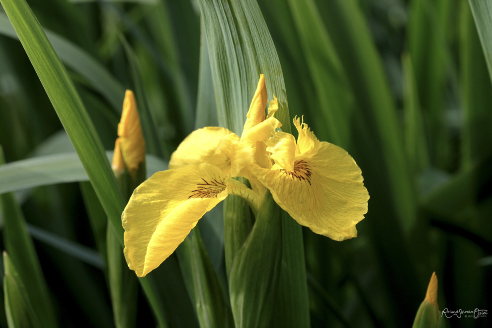 iris jaune en bordure des canaux de la Venise Verte