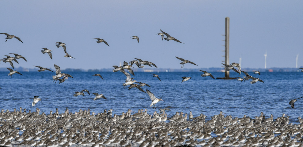 oiseaux du Passage du Gois