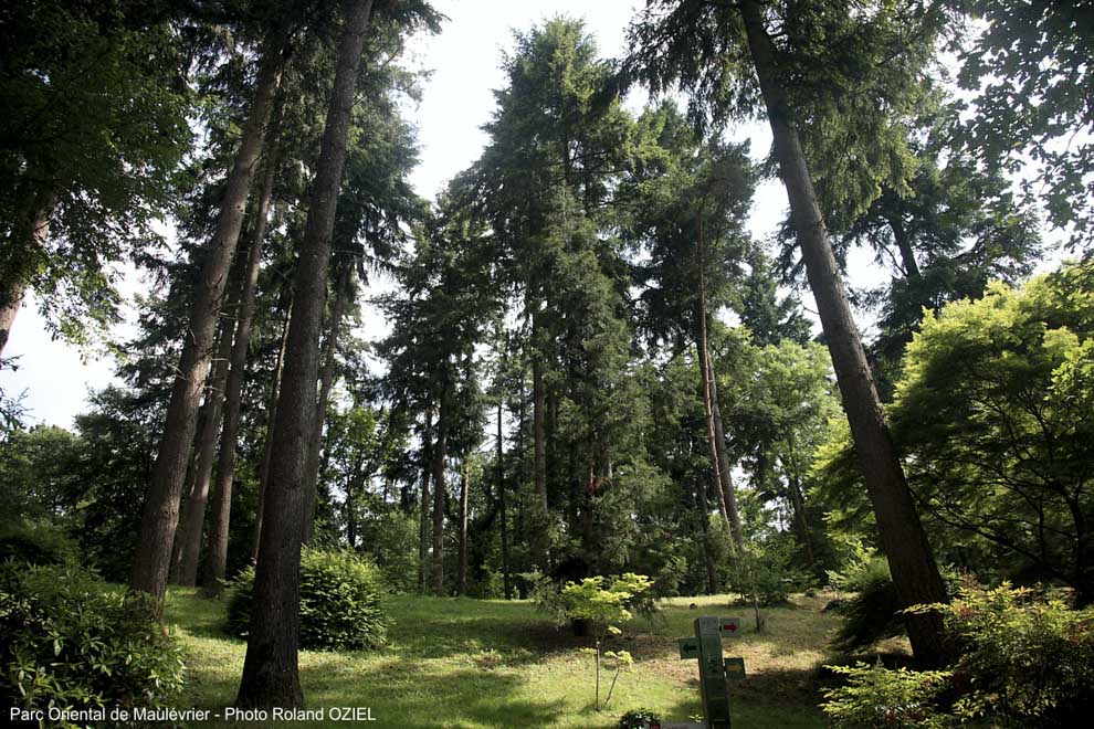 Les arbres du Parc Oriental de Maulévrier