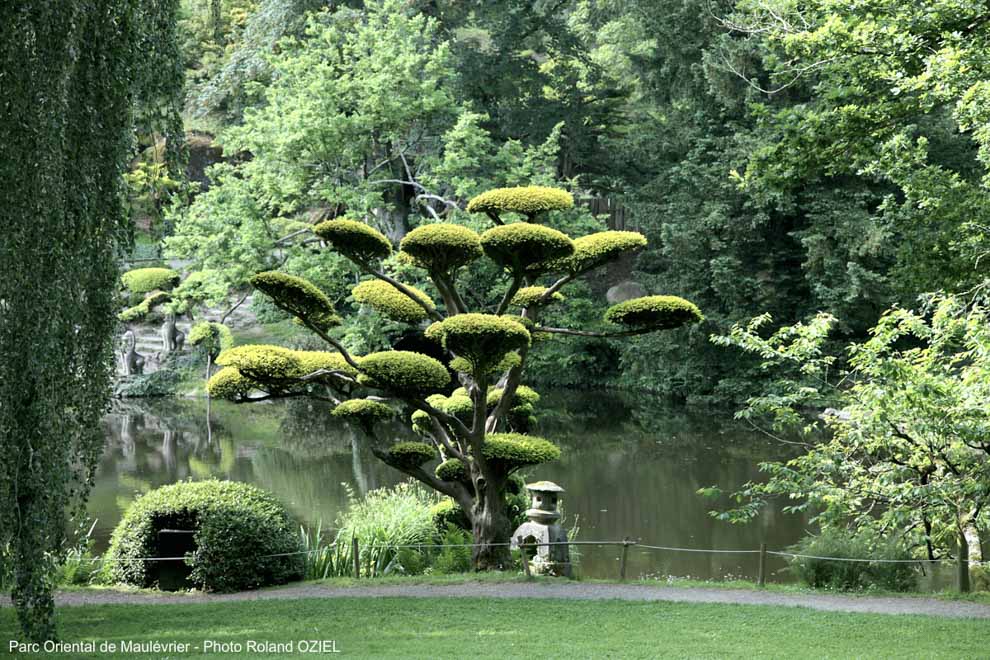 Les arbres du Parc Oriental de Maulévrier