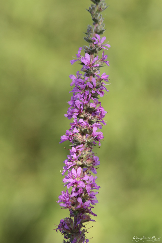 Plante du marais