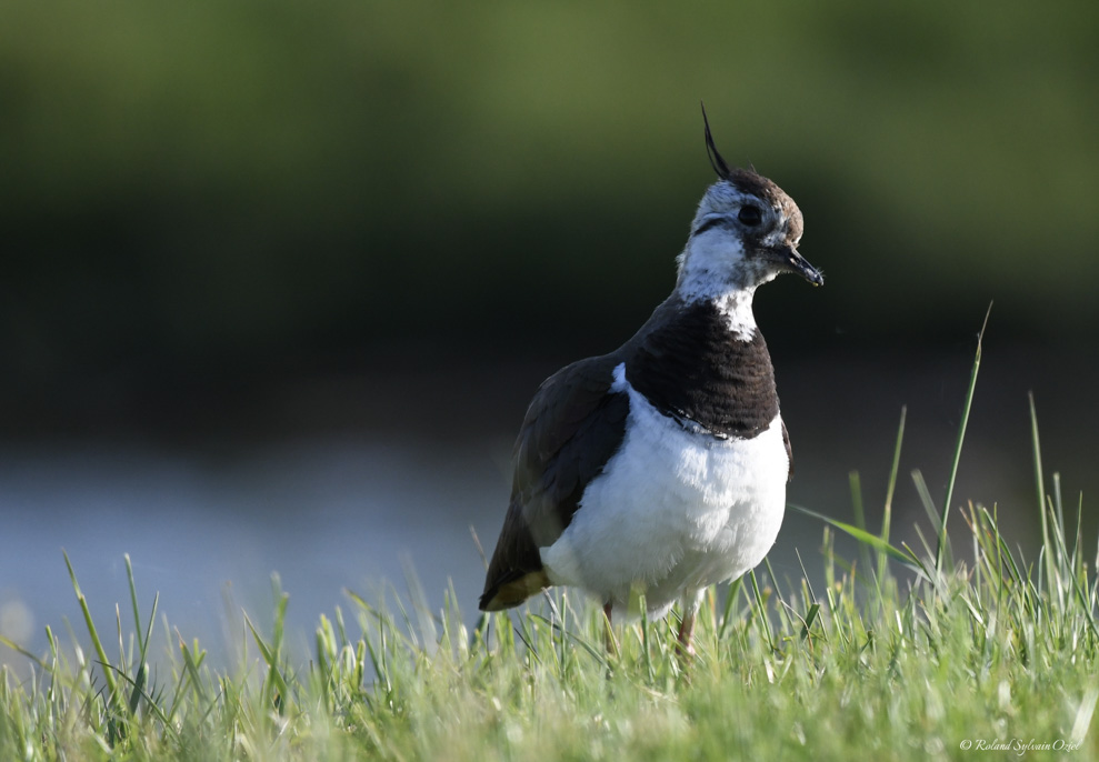 Vanneau huppée oiseau du marais poitevin